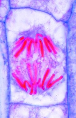 Genetik, Basissatz von 6 Einheiten, Lehrerpaket
