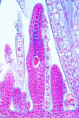 Genetik, Ergänzungssatz von 12 Einheiten, Lehrerpaket