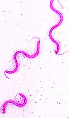 Bakterien, Basissatz von 6 Einheiten, Lehrerpaket