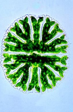 Algen, Basissatz von 6 Einheiten, Lehrerpaket