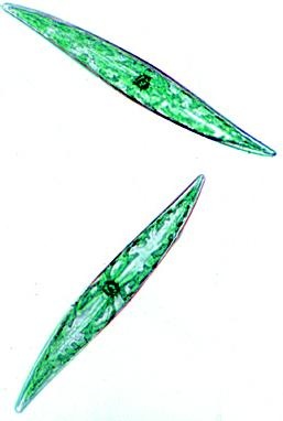 Algen, Ergänzungssatz von 12 Einheiten, Lehrerpaket