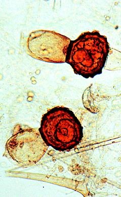 Blütenlose Pflanzen (Cryptogamen), Basissatz von 12 Einheiten, L