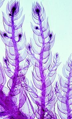 Blütenlose Pflanzen (Cryptogamen), Ergänzungssatz von 12 Einheit