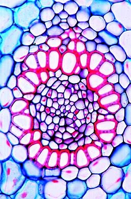 Blütenpflanzen, Wurzeln, Basissatz von 6 Einheiten, Lehrerpaket