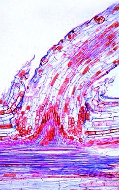 Blütenpflanzen, Wurzeln, Ergänzungssatz von 12 Einheiten, Lehrer