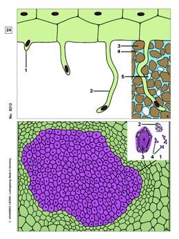 Blütenpflanzen, Wurzeln, Ergänzungs-CD zu CD-SM-29