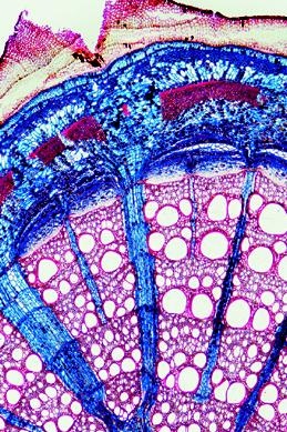 Blütenpflanzen, Stamm und Stengel, Basissatz von 6 Einheiten, Le