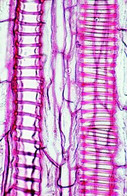 Blütenpflanzen, Stamm und Stengel,  Ergänzungssatz von 12 Einhei