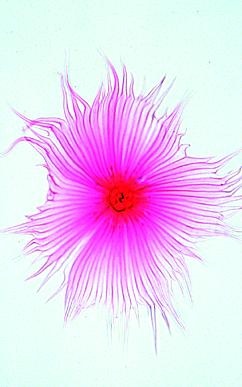 Blütenpflanzen, Blätter, Basissatz von 6 Einheiten, Lehrerpaket