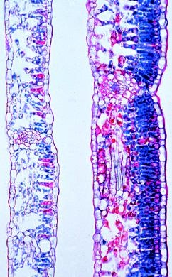 Blütenpflanzen, Blätter, Ergänzungssatz von 12 Einheiten, Lehrer