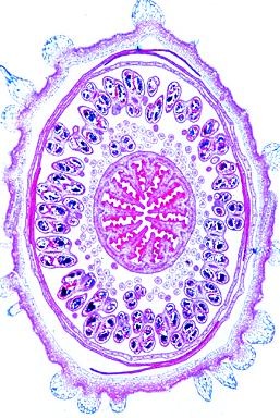 Blütenpflanzen, Blüten und Früchte, Basissatz von 6 Einheiten, L