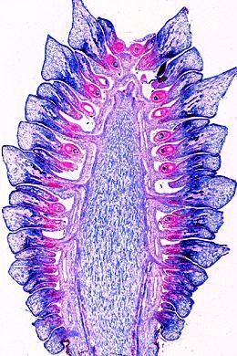 Blütenpflanzen, Blüten und Früchte, Ergänzungssatz von 12 Einhei