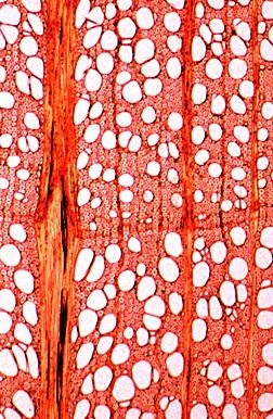 Nutzhölzer, Basissatz von 6 Einheiten, Lehrerpaket