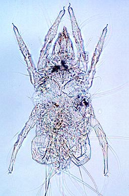 Nahrungsmittel und ihre Verfälschung, Basissatz von 6 Einheiten,