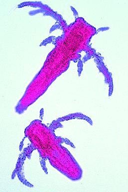 Die Wunderwelt im Wassertropfen, Basissatz von 6 Einheiten, Lehr