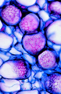 Die Blütenpflanzen, Basissatz von 12 Einheiten, Lehrerpaket