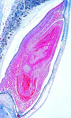 Die Blütenpflanzen, Ergänzungssatz von 12 Einheiten, Lehrerpaket