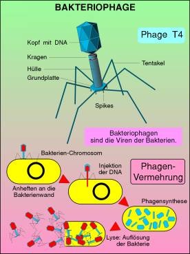 Transparentsatz Bakteriophage