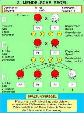Transparentsatz 2. Mendelsche Regel: Spaltungsgesetz