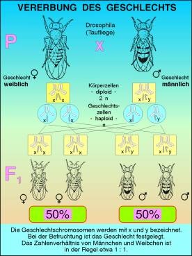 Transparentsatz Vererbung des Geschlechts