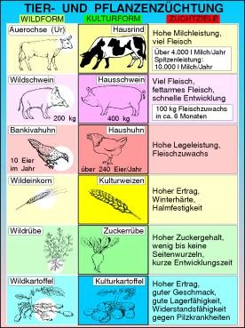 Transparentsatz Tier- und Pflanzenzüchtung