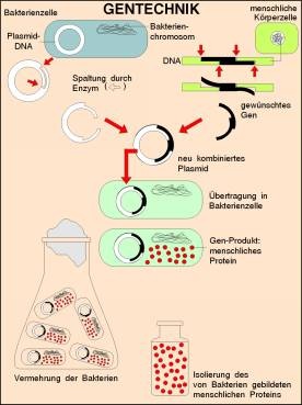 Transparentsatz Gentechnik