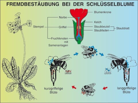 Transparentsatz Schlüsselblume, Fremdbestäubung
