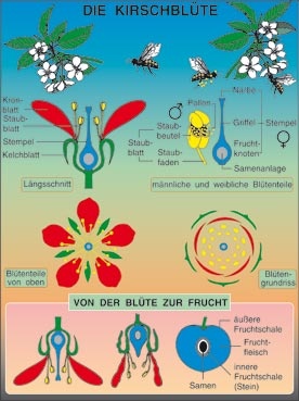 Transparentsatz Die Kirsche: Blüte, Fruchtbildung