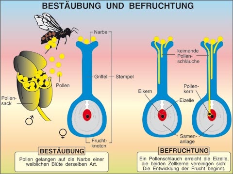 Transparentsatz Bestäubung und Befruchtung