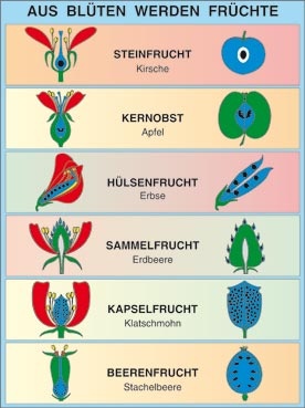 Transparentsatz Aus Blüten werden Früchte