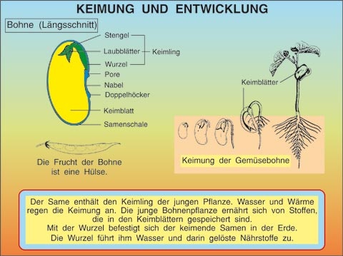 Transparentsatz Bohne: Keimung, Entwicklung