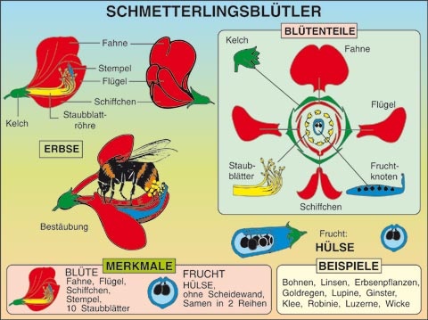Transparentsatz Schmetterlingsblütler,- Erbse