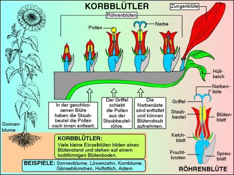 Transparentsatz Korbblütler - Sonnenblume