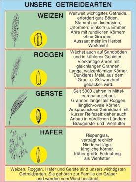 Transparentsatz Unsere Getreidearten