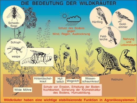 Transparentsatz Bedeutung der Wildkräuter