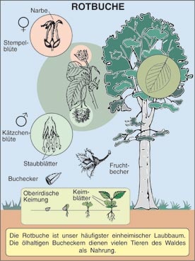 Transparentsatz Buche und Eiche