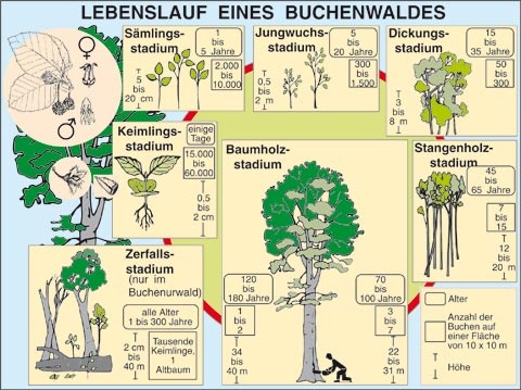 Transparentsatz Lebenslauf eines Buchenwaldes