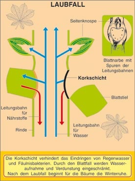 Transparentsatz Laubfall- Blattformen