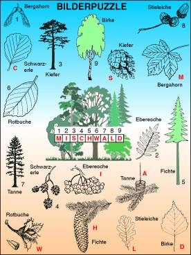 Transparentsatz Bilderpuzzle: Mischwald