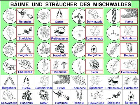 Transparentsatz Bäume und Sträucher des Mischwaldes