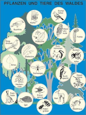 Transparentsatz Pflanzen und Tiere des Mischwaldes