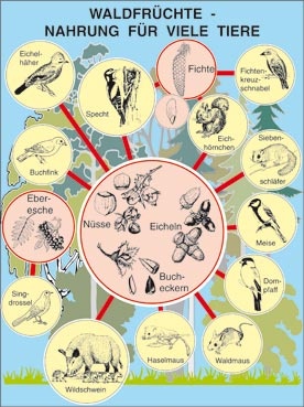Transparentsatz Waldfrüchte- Nahrung für viele Tiere