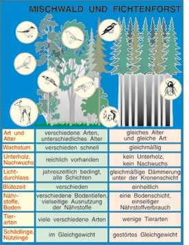 Transparentsatz Mischwald und Fichtenforst