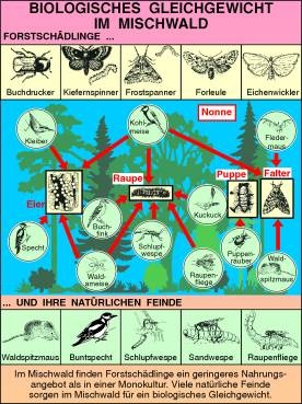 Transparentsatz Das Biologische Gleichgewicht im Mischwald