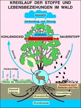 Transparentsatz Kreislauf der Stoffe und Lebensbeziehungen im Wald