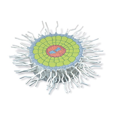 Querschnitt Wurzel Weißer Senf (Sinapis alba), Modell