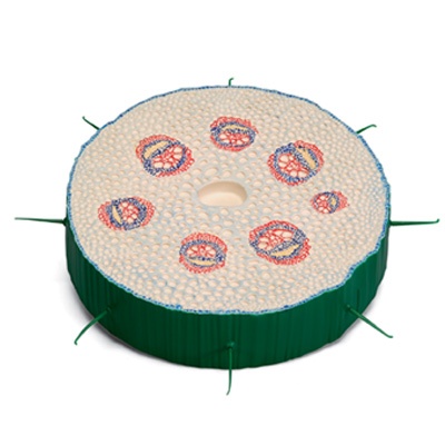 Zweikeimblättriger Pflanzenstängel (Querschnitt)