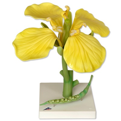 Rapsblüte (Brassica napus ssp. oleifera), Modell