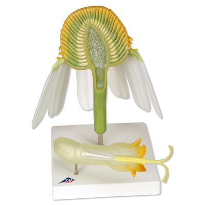 Modell Kamillenblüte, Echte Kamille (Matricaria chamomilla)