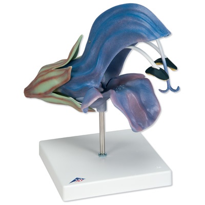 Wiesensalbeiblüte (Salvia pratensis), Modell